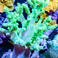 Soft Coral- Leather Coral - Sinularia - Finger Coral - Toxic Green Kenya Tree Coral 5cm Soft Coral- Leather Coral - Sinularia - Finger Coral - Toxic Green Kenya Tree Coral 5cm Soft Coral Soft Coral- Leather Coral - Sinularia - Finger Coral - Toxic Green Kenya Tree Coral 5cm Zeo Box Reef