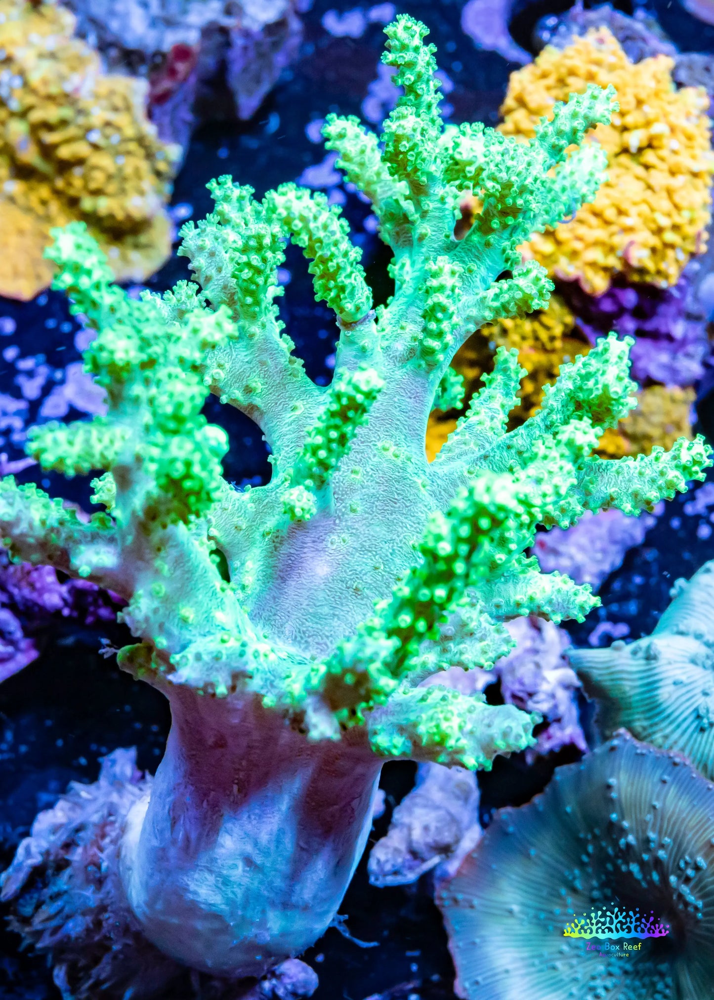 Soft Coral- Leather Coral - Sinularia - Finger Coral - Toxic Green Kenya Tree Coral 5cm Soft Coral- Leather Coral - Sinularia - Finger Coral - Toxic Green Kenya Tree Coral 5cm Soft Coral Soft Coral- Leather Coral - Sinularia - Finger Coral - Toxic Green Kenya Tree Coral 5cm Zeo Box Reef