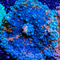 Soft Coral- Ultra   Ricordea  WYSIWYG 5cm Soft Coral- Ultra   Ricordea  WYSIWYG 5cm Soft Coral Soft Coral- Ultra   Ricordea  WYSIWYG 5cm Zeo Box Reef