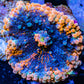 Soft Coral- Ultra Orange   Ricordea  WYSIWYG 5cm Soft Coral- Ultra Orange   Ricordea  WYSIWYG 5cm Soft Coral Soft Coral- Ultra Orange   Ricordea  WYSIWYG 5cm Zeo Box Reef