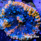 Soft Coral- Ultra Orange   Ricordea  WYSIWYG 5cm Soft Coral- Ultra Orange   Ricordea  WYSIWYG 5cm Soft Coral Soft Coral- Ultra Orange   Ricordea  WYSIWYG 5cm Zeo Box Reef
