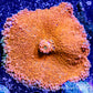 Soft Coral- Ultra Orange Ricordea  WYSIWYG 6cm Soft Coral- Ultra Orange Ricordea  WYSIWYG 6cm Soft Coral Soft Coral- Ultra Orange Ricordea  WYSIWYG 6cm Zeo Box Reef
