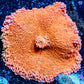 Soft Coral- Ultra Orange Ricordea  WYSIWYG 6cm Soft Coral- Ultra Orange Ricordea  WYSIWYG 6cm Soft Coral Soft Coral- Ultra Orange Ricordea  WYSIWYG 6cm Zeo Box Reef
