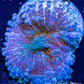 Soft Coral- Ultra Ricordea  WYSIWYG 3cm Soft Coral- Ultra Ricordea  WYSIWYG 3cm Soft Coral Soft Coral- Ultra Ricordea  WYSIWYG 3cm Zeo Box Reef
