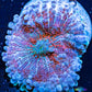 Soft Coral- Ultra Ricordea  WYSIWYG 3cm Soft Coral- Ultra Ricordea  WYSIWYG 3cm Soft Coral Soft Coral- Ultra Ricordea  WYSIWYG 3cm Zeo Box Reef