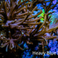 Soft Coral - Capnella Coral  12cm WYSIWYG Soft Coral - Capnella Coral  12cm WYSIWYG Soft Coral Soft Coral - Capnella Coral  12cm WYSIWYG Zeo Box Reef