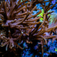 Soft Coral - Capnella Coral  12cm WYSIWYG Soft Coral - Capnella Coral  12cm WYSIWYG Soft Coral Soft Coral - Capnella Coral  12cm WYSIWYG Zeo Box Reef