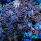 Soft Coral - Capnella Coral  6cm WYSIWYG Soft Coral - Capnella Coral  6cm WYSIWYG Soft Coral Soft Coral - Capnella Coral  6cm WYSIWYG Zeo Box Reef