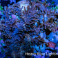 Soft Coral - Capnella Coral  6cm WYSIWYG Soft Coral - Capnella Coral  6cm WYSIWYG Soft Coral Soft Coral - Capnella Coral  6cm WYSIWYG Zeo Box Reef