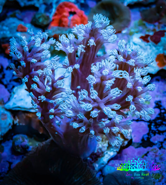 Soft Coral - Capnella Coral  9cm WYSIWYG Soft Coral - Capnella Coral  9cm WYSIWYG Soft Coral Soft Coral - Capnella Coral  9cm WYSIWYG Zeo Box Reef