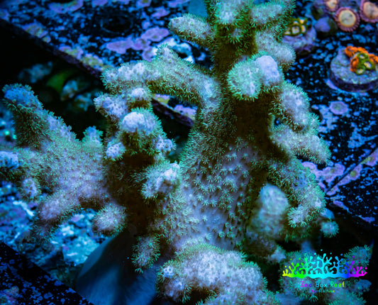 Soft Coral - Cladiella WYSIWYG -  20cm Soft Coral - Cladiella WYSIWYG -  20cm Soft Coral Soft Coral - Cladiella WYSIWYG -  20cm Zeo Box Reef