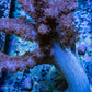 Soft Coral - Colt Leather WYSIWYG -  10cm Soft Coral - Colt Leather WYSIWYG -  10cm Soft Coral Soft Coral - Colt Leather WYSIWYG -  10cm Zeo Box Reef