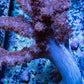 Soft Coral - Colt Leather WYSIWYG -  10cm Soft Coral - Colt Leather WYSIWYG -  10cm Soft Coral Soft Coral - Colt Leather WYSIWYG -  10cm Zeo Box Reef