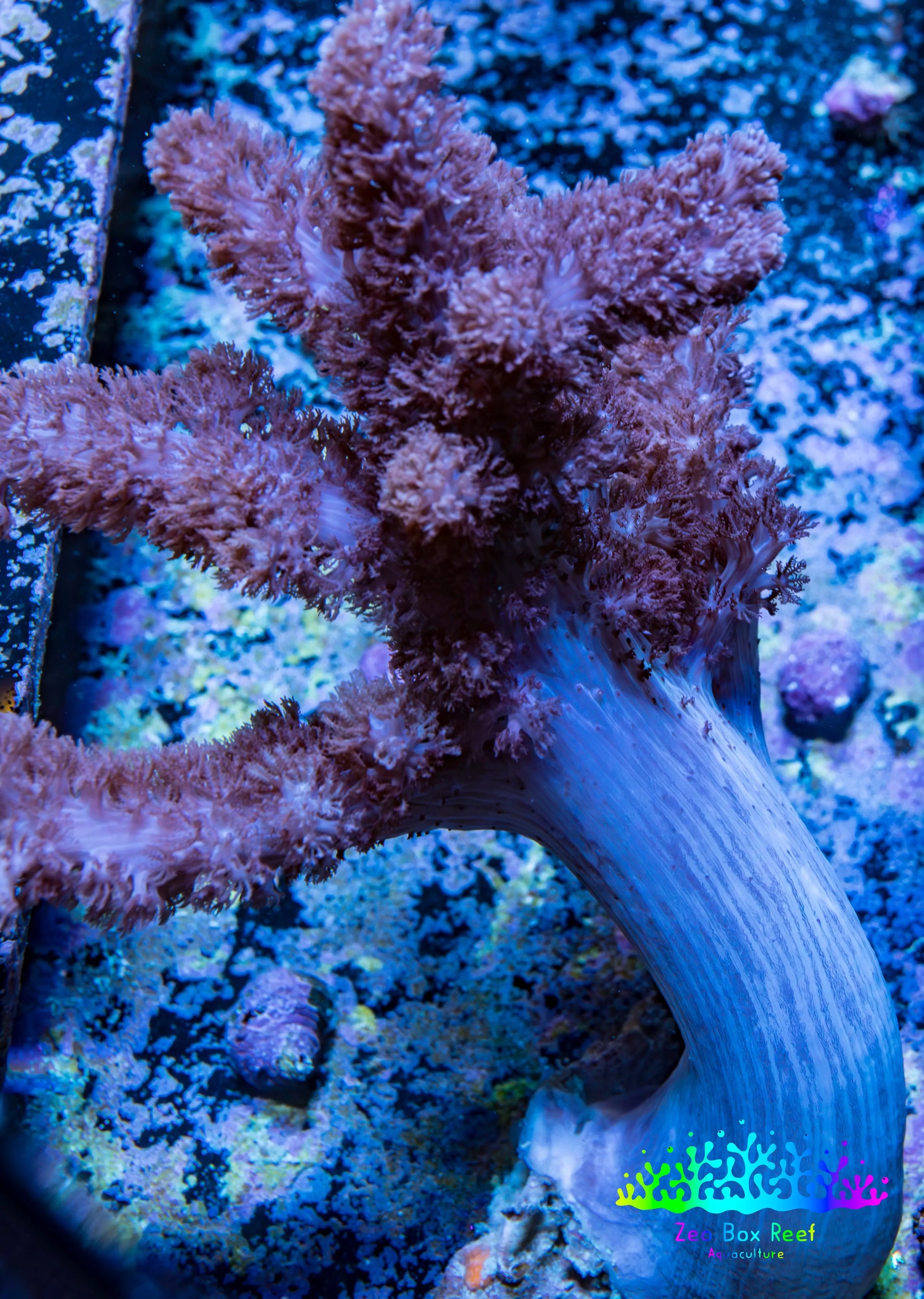 Soft Coral - Colt Leather WYSIWYG -  10cm Soft Coral - Colt Leather WYSIWYG -  10cm Soft Coral Soft Coral - Colt Leather WYSIWYG -  10cm Zeo Box Reef