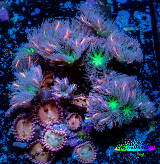 Soft Coral Combo- Fireworks 🎇 Clove Polyps And Sukura Sunrise Frag Soft Coral Combo- Fireworks 🎇 Clove Polyps And Sukura Sunrise Frag Soft Coral Soft Coral Combo- Fireworks 🎇 Clove Polyps And Sukura Sunrise Frag Zeo Box Reef