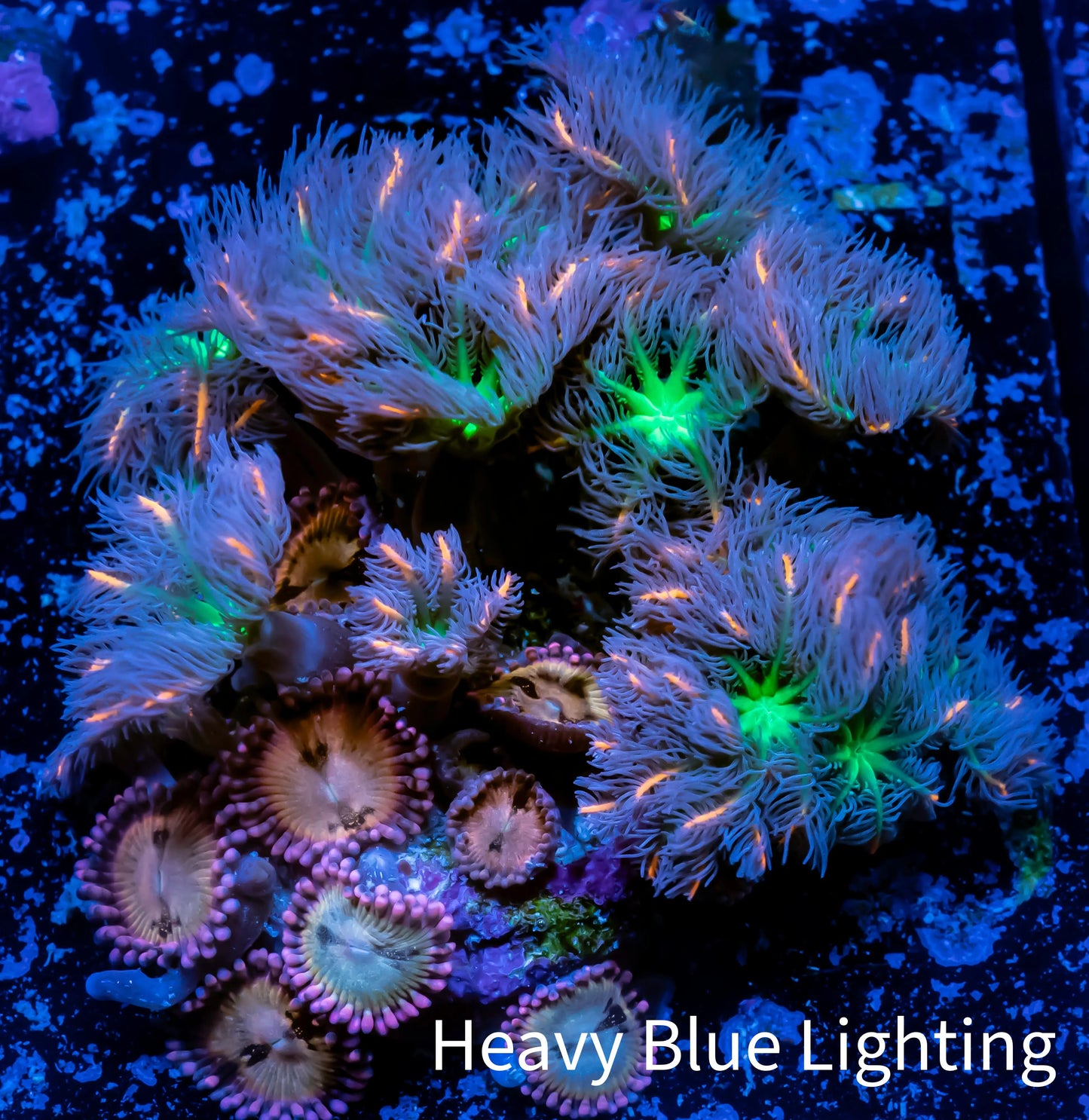 Soft Coral Combo- Fireworks 🎇 Clove Polyps And Sukura Sunrise Frag Soft Coral Combo- Fireworks 🎇 Clove Polyps And Sukura Sunrise Frag Soft Coral Soft Coral Combo- Fireworks 🎇 Clove Polyps And Sukura Sunrise Frag Zeo Box Reef