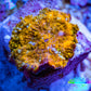 Soft Coral -  Corellamorph - Golden Nebula 🌟 Morph Coral 1.5cm WYSIWYG A2R1B2 Soft Coral -  Corellamorph - Golden Nebula 🌟 Morph Coral 1.5cm WYSIWYG A2R1B2 Animals & Pet Supplies Soft Coral -  Corellamorph - Golden Nebula 🌟 Morph Coral 1.5cm WYSIWYG A2R1B2 Zeo Box Reef