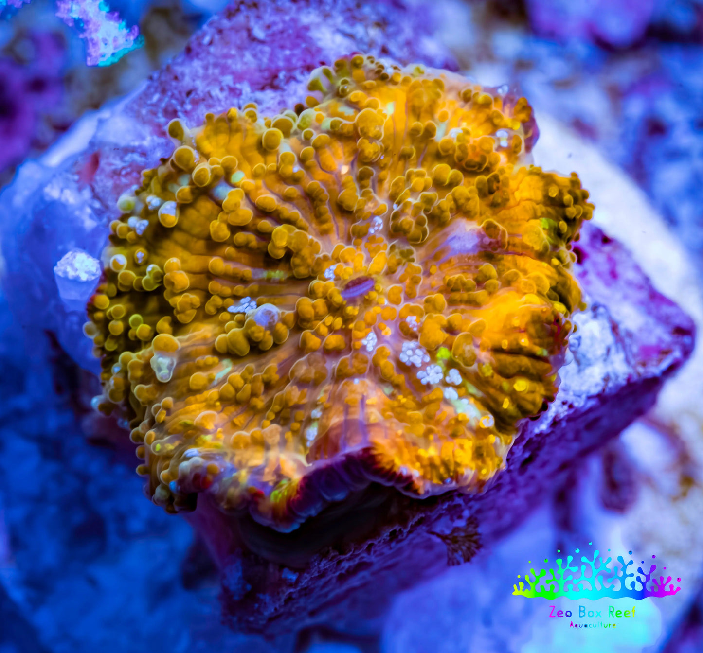 Soft Coral -  Corellamorph - Golden Nebula 🌟 Morph Coral 1.5cm WYSIWYG A2R1B2 Soft Coral -  Corellamorph - Golden Nebula 🌟 Morph Coral 1.5cm WYSIWYG A2R1B2 Animals & Pet Supplies Soft Coral -  Corellamorph - Golden Nebula 🌟 Morph Coral 1.5cm WYSIWYG A2R1B2 Zeo Box Reef
