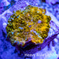 Soft Coral -  Corellamorph - Golden Nebula 🌟 Morph Coral 1.5cm WYSIWYG A2R1B2 Soft Coral -  Corellamorph - Golden Nebula 🌟 Morph Coral 1.5cm WYSIWYG A2R1B2 Animals & Pet Supplies Soft Coral -  Corellamorph - Golden Nebula 🌟 Morph Coral 1.5cm WYSIWYG A2R1B2 Zeo Box Reef