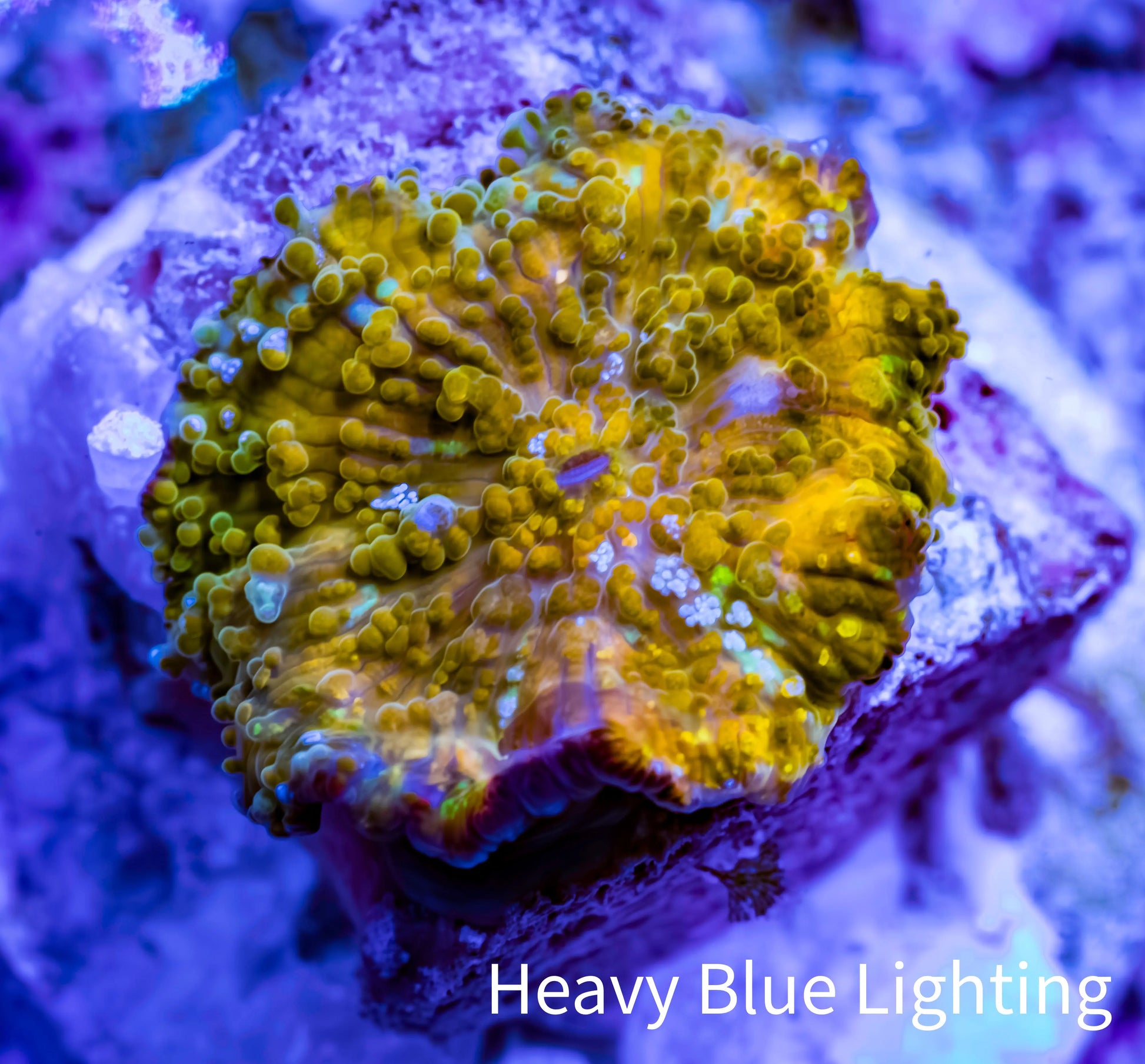 Soft Coral -  Corellamorph - Golden Nebula 🌟 Morph Coral 1.5cm WYSIWYG A2R1B2 Soft Coral -  Corellamorph - Golden Nebula 🌟 Morph Coral 1.5cm WYSIWYG A2R1B2 Animals & Pet Supplies Soft Coral -  Corellamorph - Golden Nebula 🌟 Morph Coral 1.5cm WYSIWYG A2R1B2 Zeo Box Reef