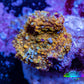 Soft Coral -  Corellamorph - Golden Nebula 🌟 Morph Coral 1.5cm WYSIWYG B1R1B2 Soft Coral -  Corellamorph - Golden Nebula 🌟 Morph Coral 1.5cm WYSIWYG B1R1B2 Animals & Pet Supplies Soft Coral -  Corellamorph - Golden Nebula 🌟 Morph Coral 1.5cm WYSIWYG B1R1B2 Zeo Box Reef