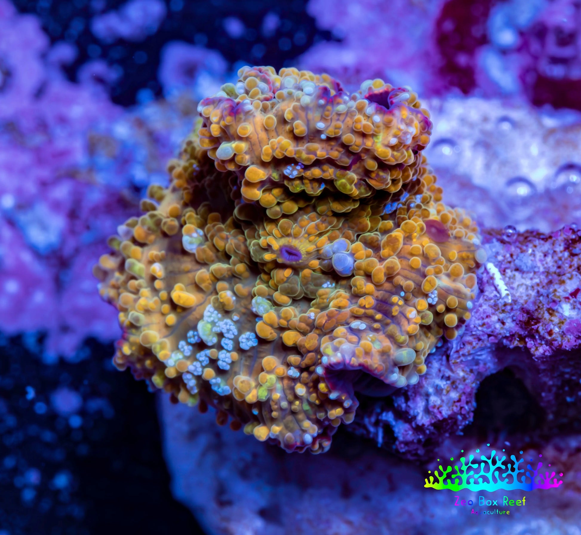 Soft Coral -  Corellamorph - Golden Nebula 🌟 Morph Coral 1.5cm WYSIWYG B1R1B2 Soft Coral -  Corellamorph - Golden Nebula 🌟 Morph Coral 1.5cm WYSIWYG B1R1B2 Animals & Pet Supplies Soft Coral -  Corellamorph - Golden Nebula 🌟 Morph Coral 1.5cm WYSIWYG B1R1B2 Zeo Box Reef