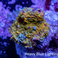 Soft Coral -  Corellamorph - Golden Nebula 🌟 Morph Coral 1.5cm WYSIWYG B1R1B2 Soft Coral -  Corellamorph - Golden Nebula 🌟 Morph Coral 1.5cm WYSIWYG B1R1B2 Animals & Pet Supplies Soft Coral -  Corellamorph - Golden Nebula 🌟 Morph Coral 1.5cm WYSIWYG B1R1B2 Zeo Box Reef