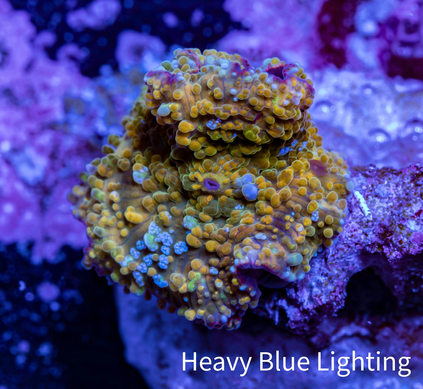 Soft Coral -  Corellamorph - Golden Nebula 🌟 Morph Coral 1.5cm WYSIWYG B1R1B2 Soft Coral -  Corellamorph - Golden Nebula 🌟 Morph Coral 1.5cm WYSIWYG B1R1B2 Animals & Pet Supplies Soft Coral -  Corellamorph - Golden Nebula 🌟 Morph Coral 1.5cm WYSIWYG B1R1B2 Zeo Box Reef