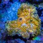 Soft Coral -  Corellamorph - Golden Nebula 🌟 Morph Coral 1.5cm WYSIWYG B3R1B2 Soft Coral -  Corellamorph - Golden Nebula 🌟 Morph Coral 1.5cm WYSIWYG B3R1B2 Animals & Pet Supplies Soft Coral -  Corellamorph - Golden Nebula 🌟 Morph Coral 1.5cm WYSIWYG B3R1B2 Zeo Box Reef