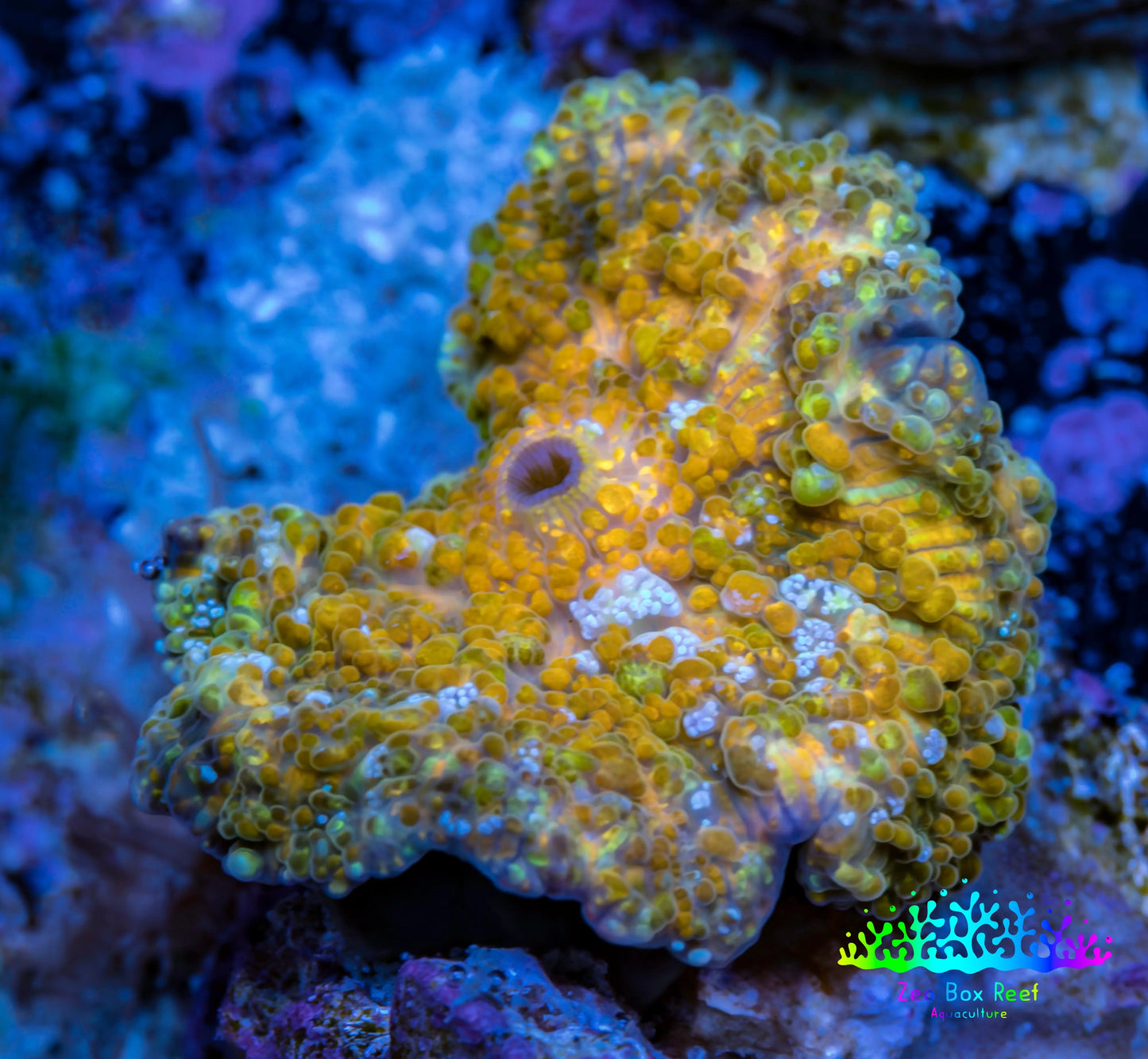 Soft Coral -  Corellamorph - Golden Nebula 🌟 Morph Coral 1.5cm WYSIWYG B3R1B2 Soft Coral -  Corellamorph - Golden Nebula 🌟 Morph Coral 1.5cm WYSIWYG B3R1B2 Animals & Pet Supplies Soft Coral -  Corellamorph - Golden Nebula 🌟 Morph Coral 1.5cm WYSIWYG B3R1B2 Zeo Box Reef