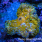 Soft Coral -  Corellamorph - Golden Nebula 🌟 Morph Coral 1.5cm WYSIWYG B3R1B2 Soft Coral -  Corellamorph - Golden Nebula 🌟 Morph Coral 1.5cm WYSIWYG B3R1B2 Animals & Pet Supplies Soft Coral -  Corellamorph - Golden Nebula 🌟 Morph Coral 1.5cm WYSIWYG B3R1B2 Zeo Box Reef