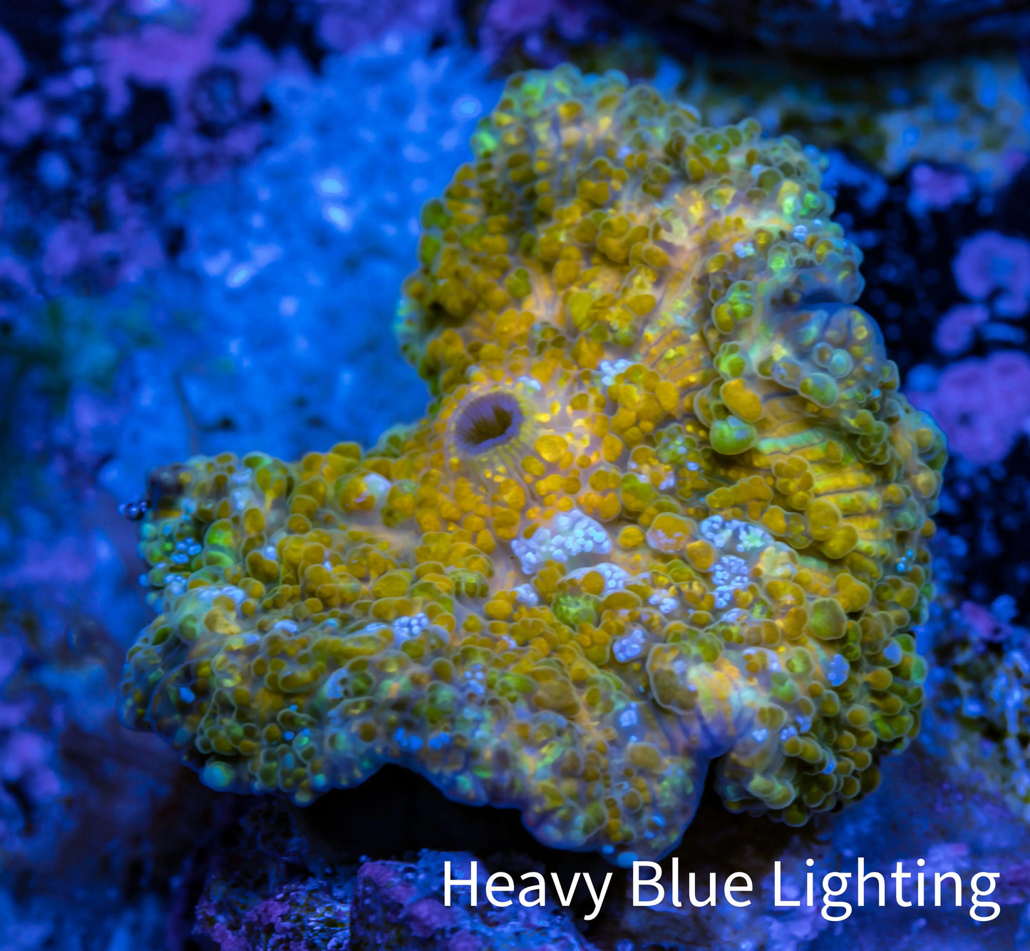 Soft Coral -  Corellamorph - Golden Nebula 🌟 Morph Coral 1.5cm WYSIWYG B3R1B2 Soft Coral -  Corellamorph - Golden Nebula 🌟 Morph Coral 1.5cm WYSIWYG B3R1B2 Animals & Pet Supplies Soft Coral -  Corellamorph - Golden Nebula 🌟 Morph Coral 1.5cm WYSIWYG B3R1B2 Zeo Box Reef