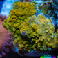 Soft Coral -  Corellamorph - Golden Nebula 🌟 Morph Coral 1.5cm WYSIWYG F10R2B2 Soft Coral -  Corellamorph - Golden Nebula 🌟 Morph Coral 1.5cm WYSIWYG F10R2B2 Animals & Pet Supplies Soft Coral -  Corellamorph - Golden Nebula 🌟 Morph Coral 1.5cm WYSIWYG F10R2B2 Zeo Box Reef