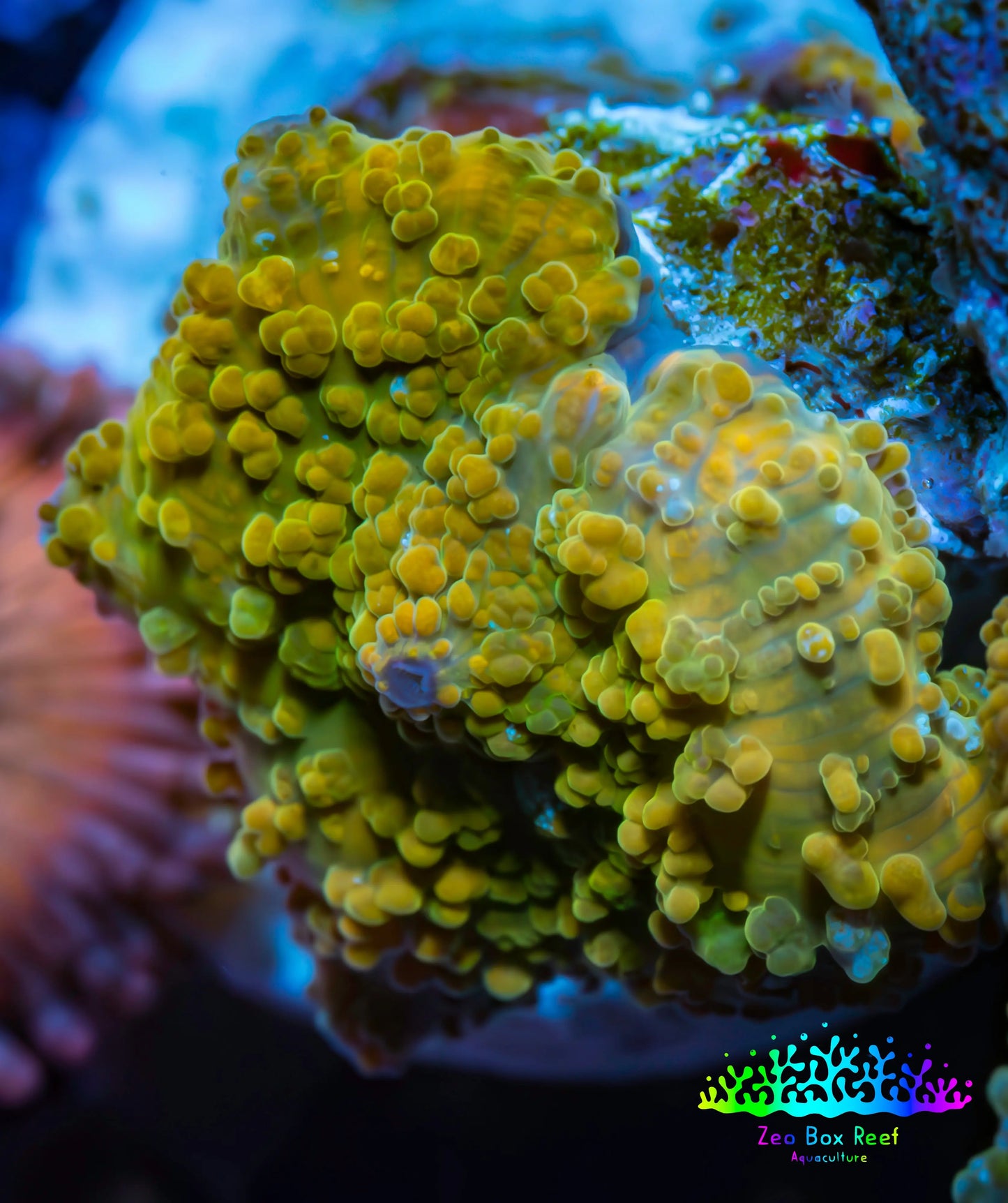 Soft Coral -  Corellamorph - Golden Nebula 🌟 Morph Coral 1.5cm WYSIWYG F10R2B2 Soft Coral -  Corellamorph - Golden Nebula 🌟 Morph Coral 1.5cm WYSIWYG F10R2B2 Animals & Pet Supplies Soft Coral -  Corellamorph - Golden Nebula 🌟 Morph Coral 1.5cm WYSIWYG F10R2B2 Zeo Box Reef