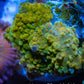 Soft Coral -  Corellamorph - Golden Nebula 🌟 Morph Coral 1.5cm WYSIWYG F10R2B2 Soft Coral -  Corellamorph - Golden Nebula 🌟 Morph Coral 1.5cm WYSIWYG F10R2B2 Animals & Pet Supplies Soft Coral -  Corellamorph - Golden Nebula 🌟 Morph Coral 1.5cm WYSIWYG F10R2B2 Zeo Box Reef