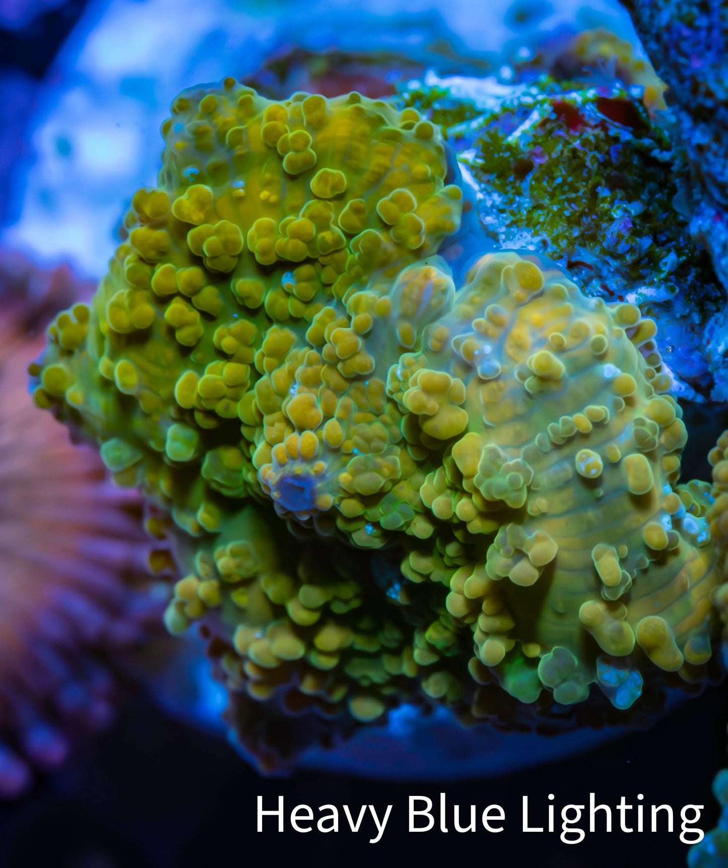Soft Coral -  Corellamorph - Golden Nebula 🌟 Morph Coral 1.5cm WYSIWYG F10R2B2 Soft Coral -  Corellamorph - Golden Nebula 🌟 Morph Coral 1.5cm WYSIWYG F10R2B2 Animals & Pet Supplies Soft Coral -  Corellamorph - Golden Nebula 🌟 Morph Coral 1.5cm WYSIWYG F10R2B2 Zeo Box Reef