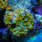 Soft Coral -  Corellamorph - Golden Nebula 🌟 Morph Coral 1.5cm WYSIWYG F11R1B2 Soft Coral -  Corellamorph - Golden Nebula 🌟 Morph Coral 1.5cm WYSIWYG F11R1B2 Animals & Pet Supplies Soft Coral -  Corellamorph - Golden Nebula 🌟 Morph Coral 1.5cm WYSIWYG F11R1B2 Zeo Box Reef