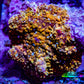 Soft Coral -  Corellamorph - Golden Nebula 🌟 Morph Coral 1.5cm WYSIWYG F11R2B2 Soft Coral -  Corellamorph - Golden Nebula 🌟 Morph Coral 1.5cm WYSIWYG F11R2B2 Animals & Pet Supplies Soft Coral -  Corellamorph - Golden Nebula 🌟 Morph Coral 1.5cm WYSIWYG F11R2B2 Zeo Box Reef