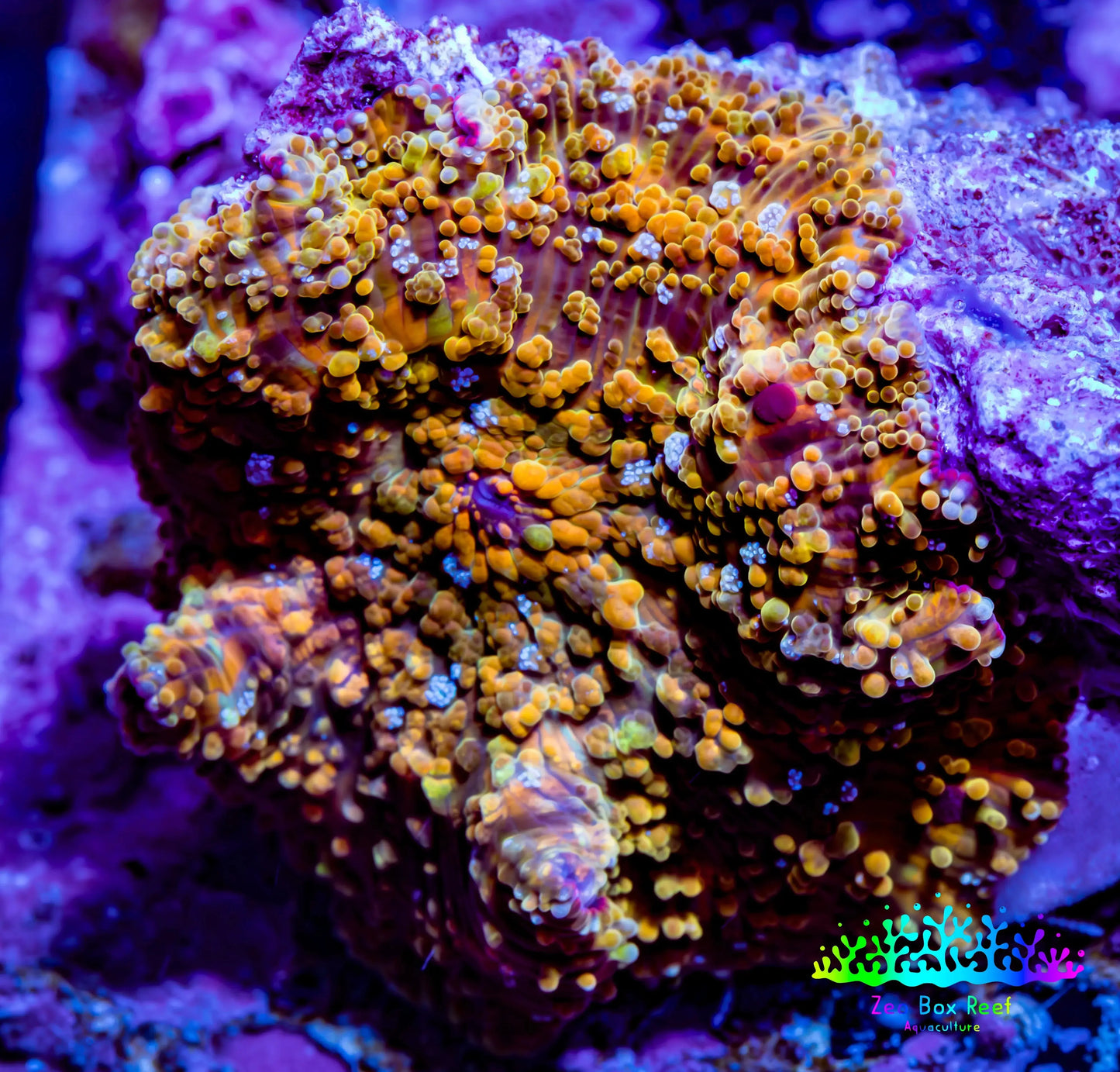 Soft Coral -  Corellamorph - Golden Nebula 🌟 Morph Coral 1.5cm WYSIWYG F11R2B2 Soft Coral -  Corellamorph - Golden Nebula 🌟 Morph Coral 1.5cm WYSIWYG F11R2B2 Animals & Pet Supplies Soft Coral -  Corellamorph - Golden Nebula 🌟 Morph Coral 1.5cm WYSIWYG F11R2B2 Zeo Box Reef
