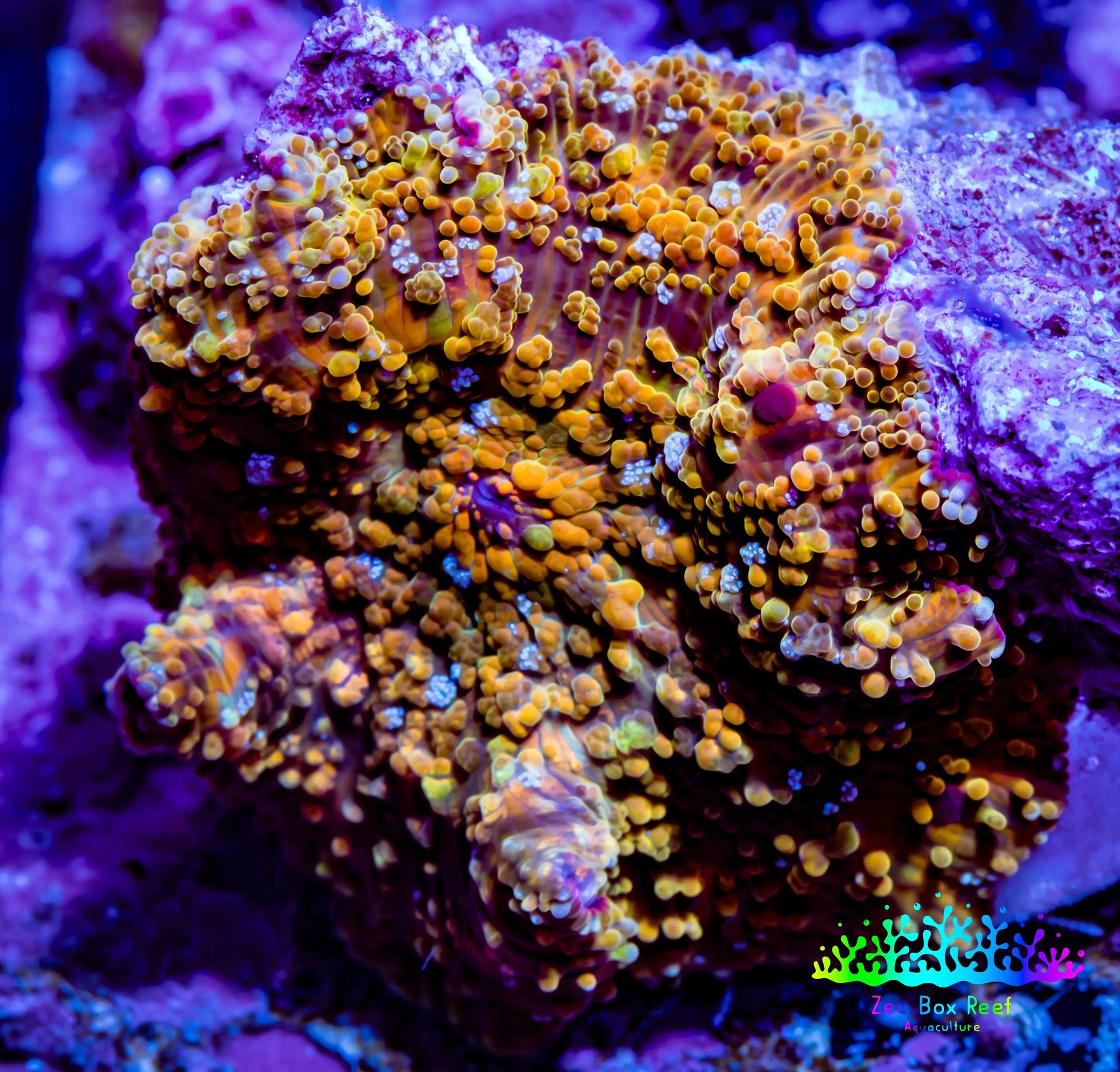 Soft Coral -  Corellamorph - Golden Nebula 🌟 Morph Coral 1.5cm WYSIWYG F11R2B2 Soft Coral -  Corellamorph - Golden Nebula 🌟 Morph Coral 1.5cm WYSIWYG F11R2B2 Animals & Pet Supplies Soft Coral -  Corellamorph - Golden Nebula 🌟 Morph Coral 1.5cm WYSIWYG F11R2B2 Zeo Box Reef