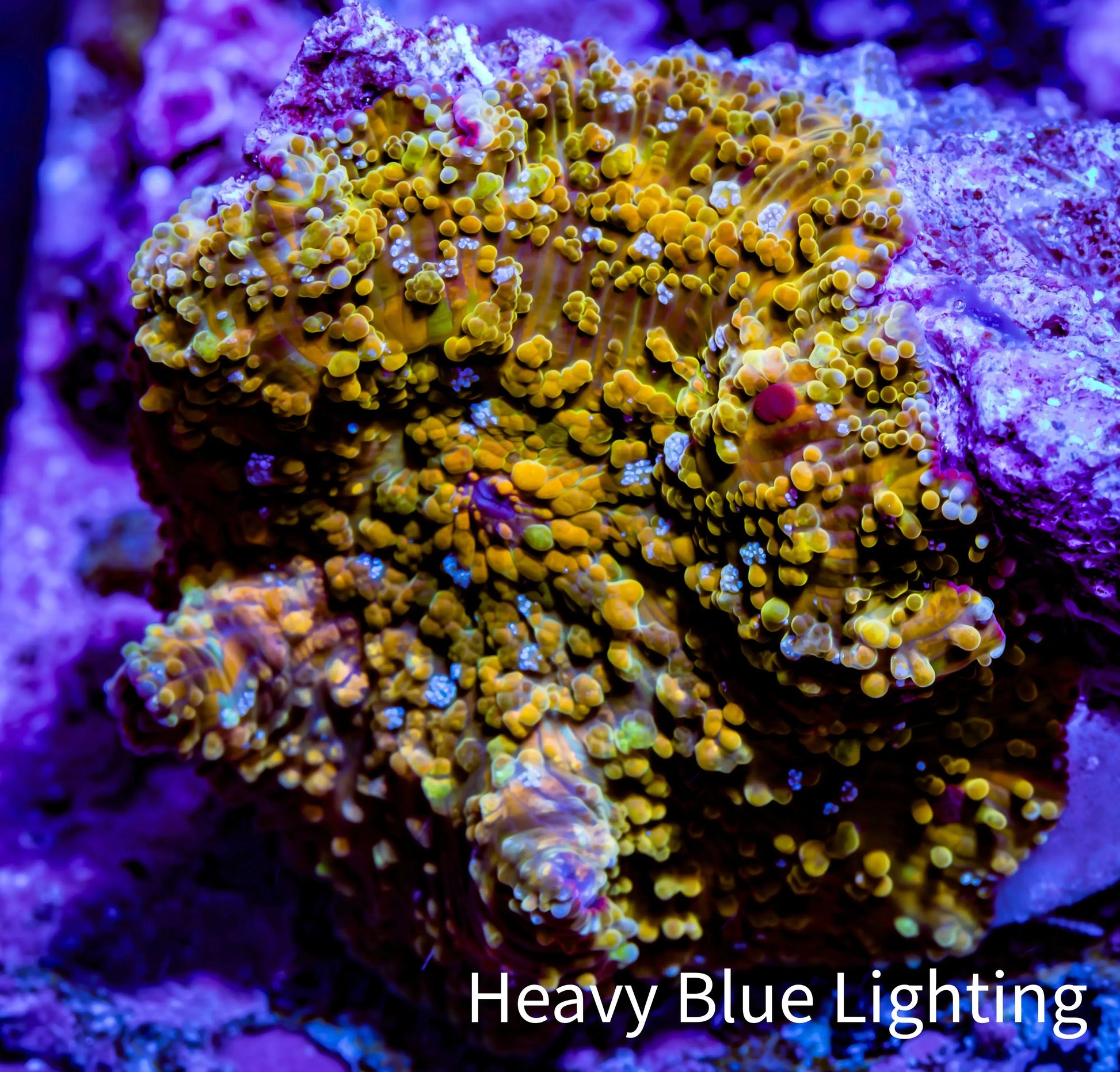 Soft Coral -  Corellamorph - Golden Nebula 🌟 Morph Coral 1.5cm WYSIWYG F11R2B2 Soft Coral -  Corellamorph - Golden Nebula 🌟 Morph Coral 1.5cm WYSIWYG F11R2B2 Animals & Pet Supplies Soft Coral -  Corellamorph - Golden Nebula 🌟 Morph Coral 1.5cm WYSIWYG F11R2B2 Zeo Box Reef