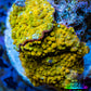 Soft Coral -  Corellamorph - Golden Nebula 🌟 Morph Coral 1.5cm WYSIWYG F1R2B2 Soft Coral -  Corellamorph - Golden Nebula 🌟 Morph Coral 1.5cm WYSIWYG F1R2B2 Animals & Pet Supplies Soft Coral -  Corellamorph - Golden Nebula 🌟 Morph Coral 1.5cm WYSIWYG F1R2B2 Zeo Box Reef