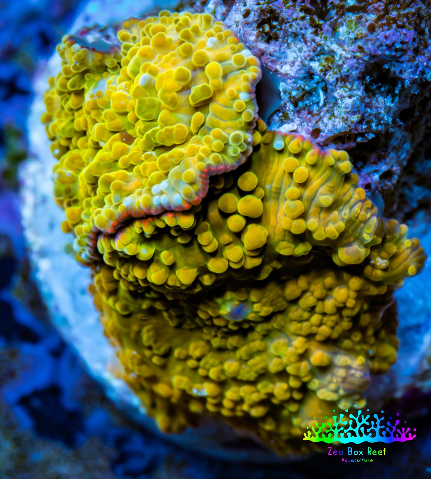 Soft Coral -  Corellamorph - Golden Nebula 🌟 Morph Coral 1.5cm WYSIWYG F1R2B2 Soft Coral -  Corellamorph - Golden Nebula 🌟 Morph Coral 1.5cm WYSIWYG F1R2B2 Animals & Pet Supplies Soft Coral -  Corellamorph - Golden Nebula 🌟 Morph Coral 1.5cm WYSIWYG F1R2B2 Zeo Box Reef