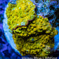 Soft Coral -  Corellamorph - Golden Nebula 🌟 Morph Coral 1.5cm WYSIWYG F1R2B2 Soft Coral -  Corellamorph - Golden Nebula 🌟 Morph Coral 1.5cm WYSIWYG F1R2B2 Animals & Pet Supplies Soft Coral -  Corellamorph - Golden Nebula 🌟 Morph Coral 1.5cm WYSIWYG F1R2B2 Zeo Box Reef