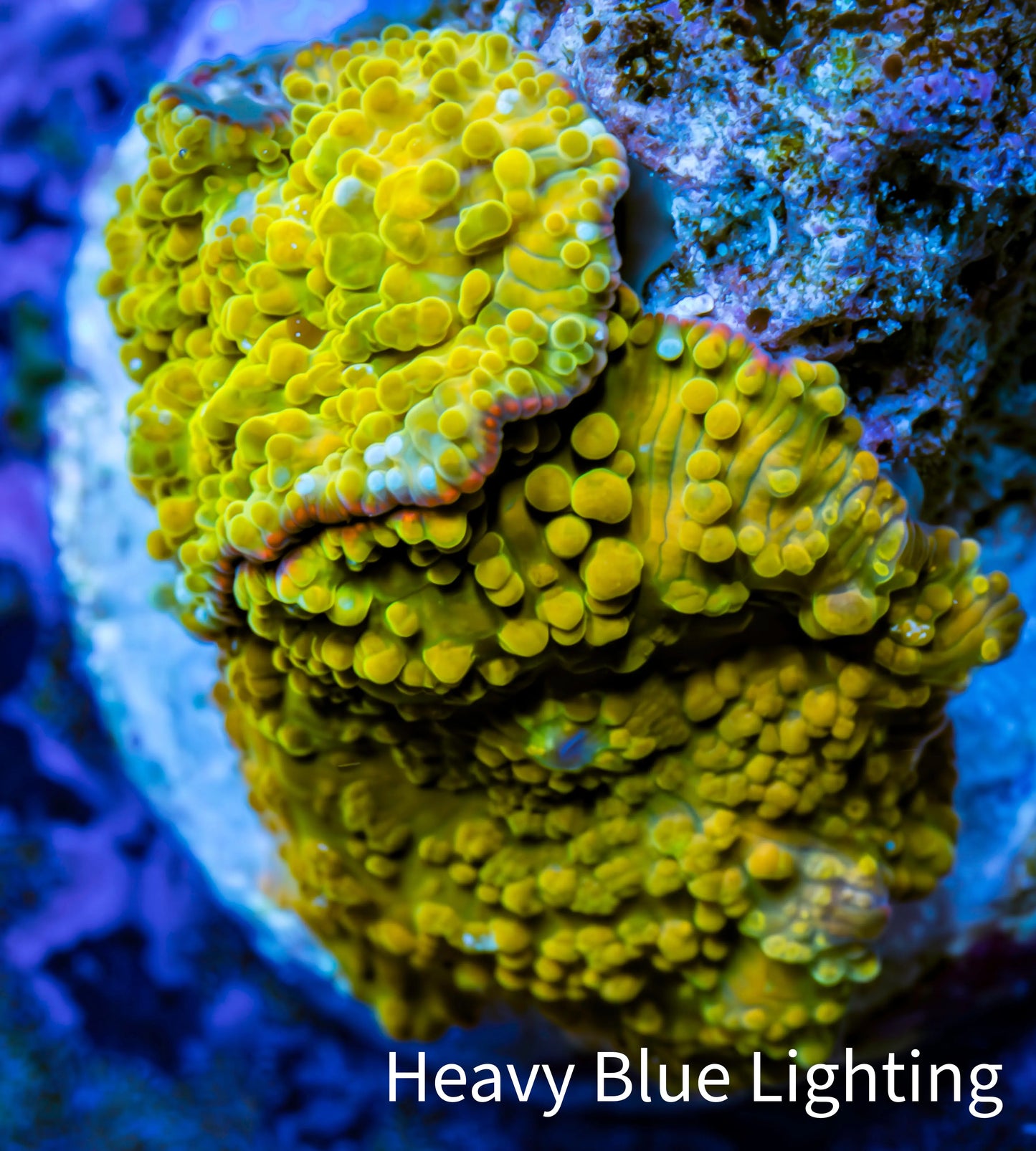 Soft Coral -  Corellamorph - Golden Nebula 🌟 Morph Coral 1.5cm WYSIWYG F1R2B2 Soft Coral -  Corellamorph - Golden Nebula 🌟 Morph Coral 1.5cm WYSIWYG F1R2B2 Animals & Pet Supplies Soft Coral -  Corellamorph - Golden Nebula 🌟 Morph Coral 1.5cm WYSIWYG F1R2B2 Zeo Box Reef