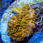 Soft Coral -  Corellamorph - Golden Nebula 🌟 Morph Coral 1.5cm WYSIWYG F2R2B2 Soft Coral -  Corellamorph - Golden Nebula 🌟 Morph Coral 1.5cm WYSIWYG F2R2B2 Animals & Pet Supplies Soft Coral -  Corellamorph - Golden Nebula 🌟 Morph Coral 1.5cm WYSIWYG F2R2B2 Zeo Box Reef