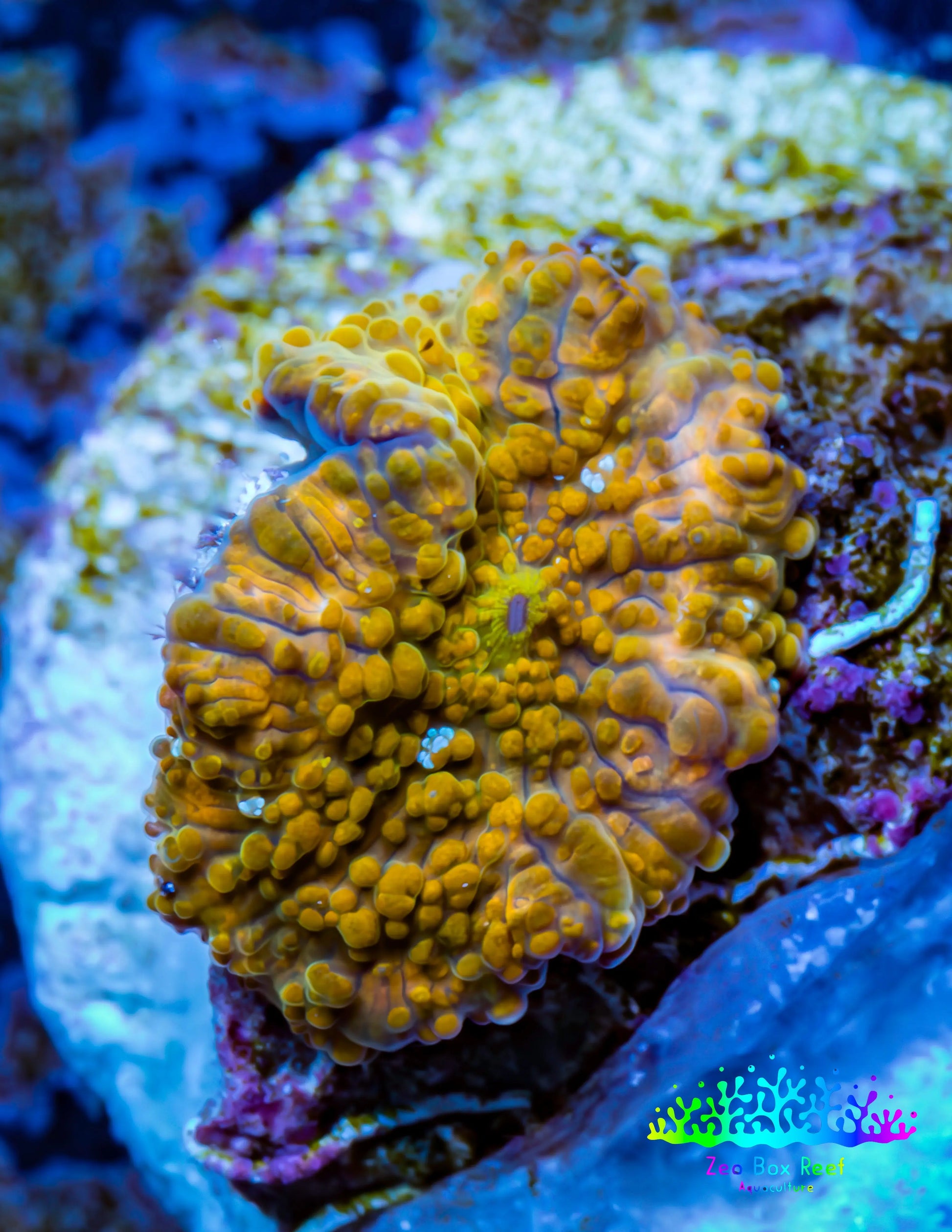 Soft Coral -  Corellamorph - Golden Nebula 🌟 Morph Coral 1.5cm WYSIWYG F2R2B2 Soft Coral -  Corellamorph - Golden Nebula 🌟 Morph Coral 1.5cm WYSIWYG F2R2B2 Animals & Pet Supplies Soft Coral -  Corellamorph - Golden Nebula 🌟 Morph Coral 1.5cm WYSIWYG F2R2B2 Zeo Box Reef