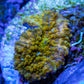Soft Coral -  Corellamorph - Golden Nebula 🌟 Morph Coral 1.5cm WYSIWYG F2R2B2 Soft Coral -  Corellamorph - Golden Nebula 🌟 Morph Coral 1.5cm WYSIWYG F2R2B2 Animals & Pet Supplies Soft Coral -  Corellamorph - Golden Nebula 🌟 Morph Coral 1.5cm WYSIWYG F2R2B2 Zeo Box Reef