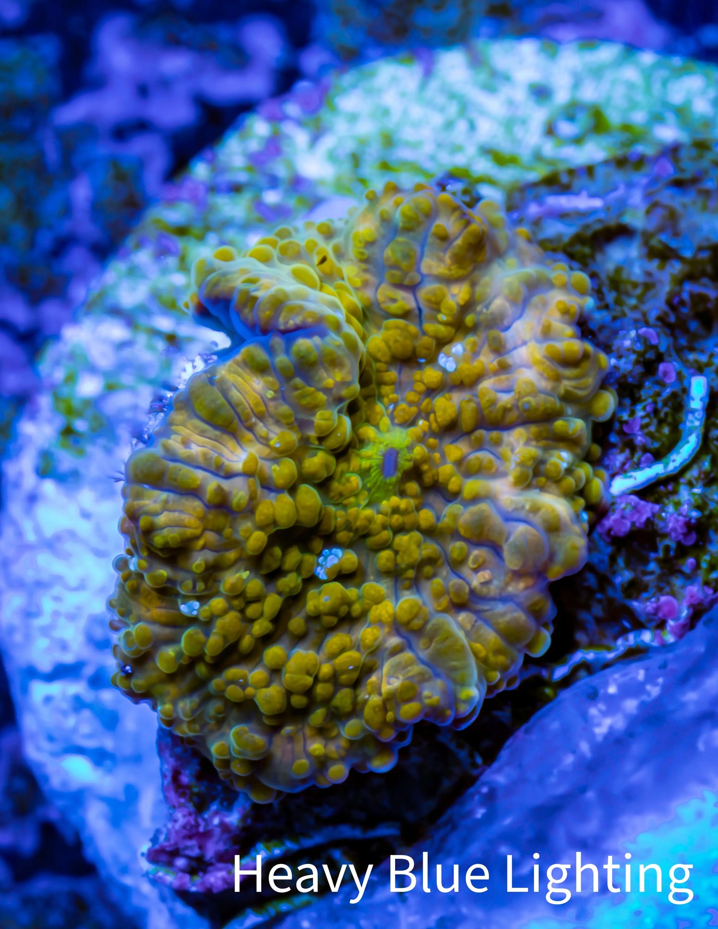 Soft Coral -  Corellamorph - Golden Nebula 🌟 Morph Coral 1.5cm WYSIWYG F2R2B2 Soft Coral -  Corellamorph - Golden Nebula 🌟 Morph Coral 1.5cm WYSIWYG F2R2B2 Animals & Pet Supplies Soft Coral -  Corellamorph - Golden Nebula 🌟 Morph Coral 1.5cm WYSIWYG F2R2B2 Zeo Box Reef