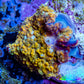Soft Coral -  Corellamorph - Golden Nebula 🌟 Morph Coral 1.5cm WYSIWYG G1R2B2 Soft Coral -  Corellamorph - Golden Nebula 🌟 Morph Coral 1.5cm WYSIWYG G1R2B2 Animals & Pet Supplies Soft Coral -  Corellamorph - Golden Nebula 🌟 Morph Coral 1.5cm WYSIWYG G1R2B2 Zeo Box Reef